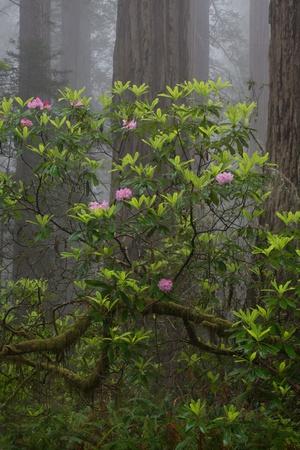 Photographic Print, , small