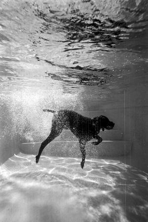 Photographic Print, , small