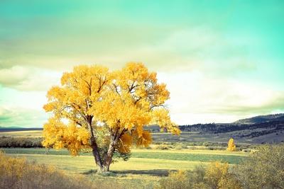 Photographic Print, , small