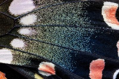 Photographic Print, , small