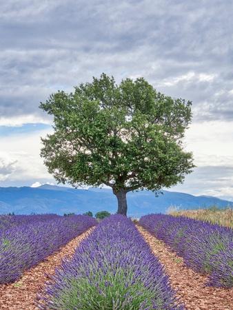 Photographic Print, , small