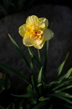 Photo, , small
