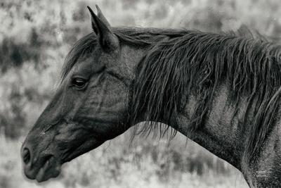 Photographic Print, , small