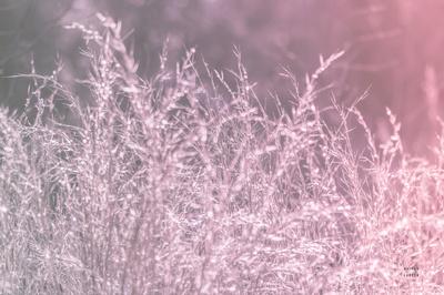 Photographic Print, , small