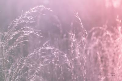Photographic Print, , small