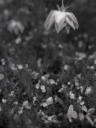 Photographic Print, , small