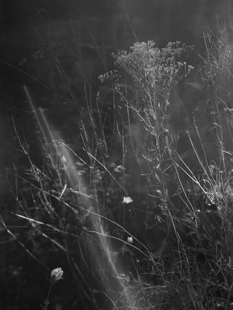 Photographic Print, , small