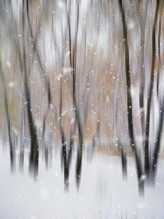 Photographic Print, , small