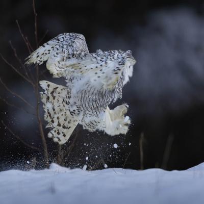 Photographic Print, , small