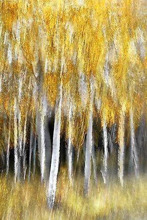 Photographic Print, , small