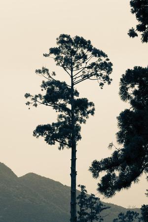 Photographic Print, , small