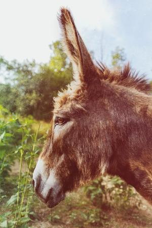 Photographic Print, , small