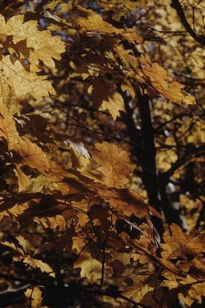 Photographic Print, , small