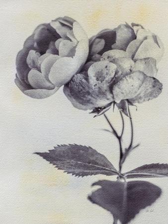 Photographic Print, , small