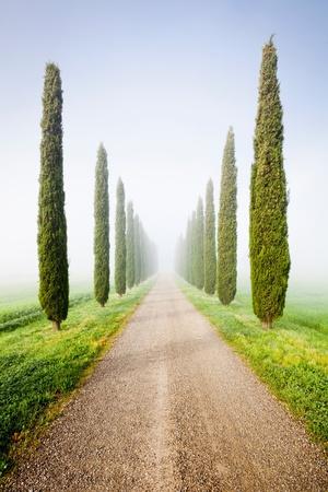 Photographic Print, , small