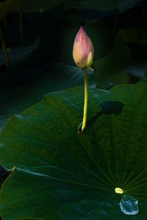 Photographic Print, , small