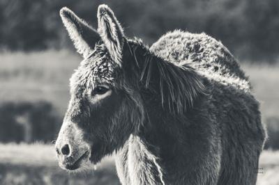 Photographic Print, , small