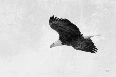 Photographic Print, , small