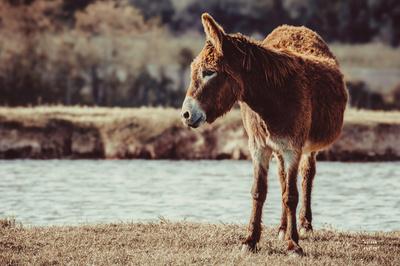 Photographic Print, , small