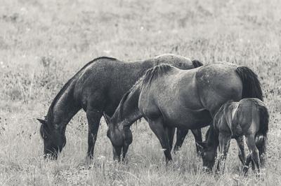 Photographic Print, , small