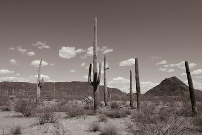 Photographic Print, , small