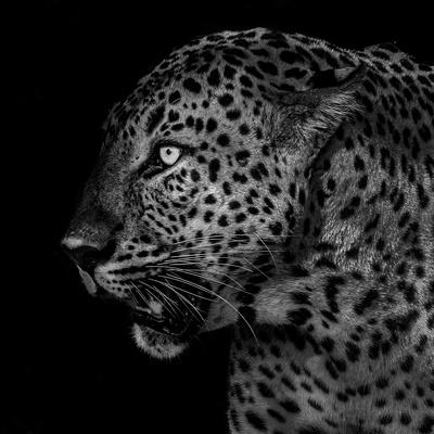 Photographic Print, , small