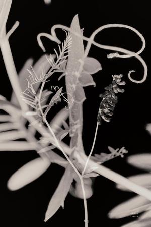 Photographic Print, , small