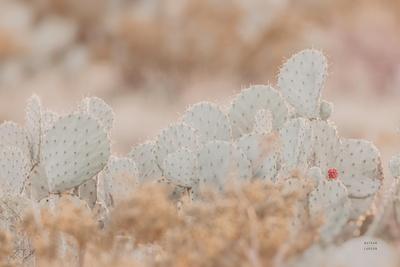 Photographic Print, , small