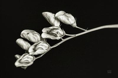 Photographic Print, , small