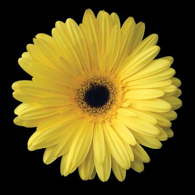 Premium Photographic Print, , small