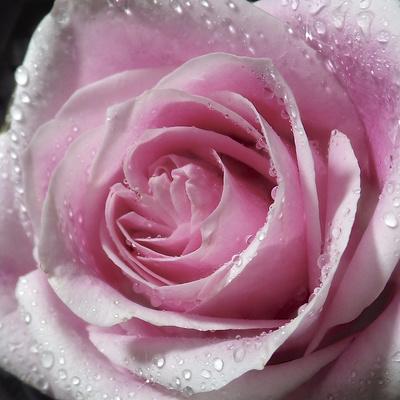 Premium Photographic Print, , small