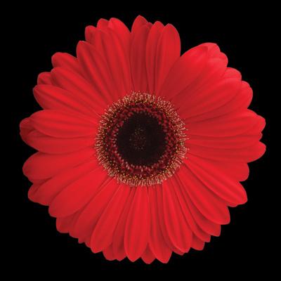 Premium Photographic Print, , small