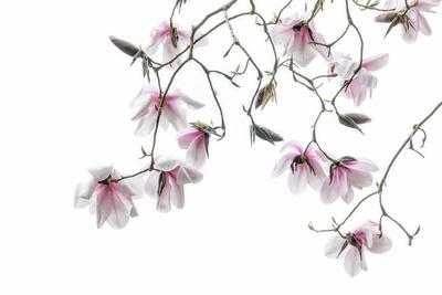Premium Photographic Print, , small