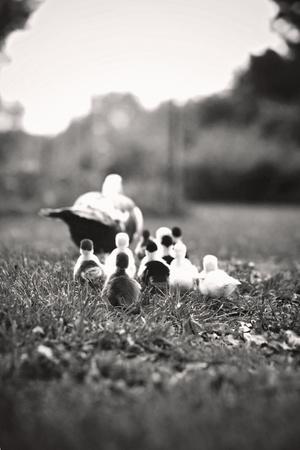 Premium Photographic Print, , small