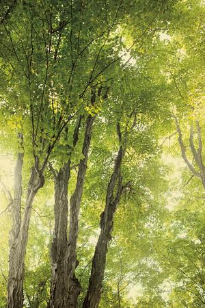 Premium Photographic Print, , small