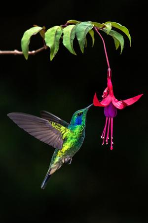 Premium Photographic Print, , small