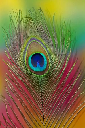 Premium Photographic Print, , small