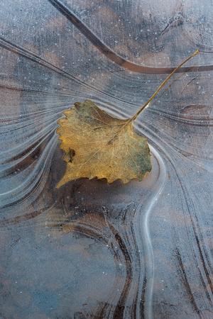 Premium Photographic Print, , small
