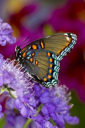Premium Photographic Print, , small