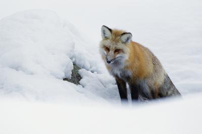 Premium Photographic Print, , small