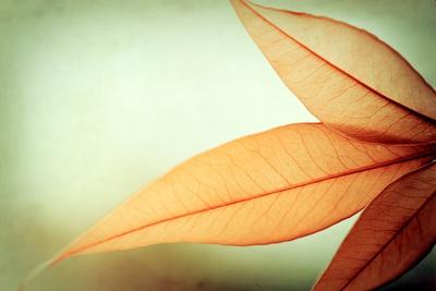 Premium Photographic Print, , small