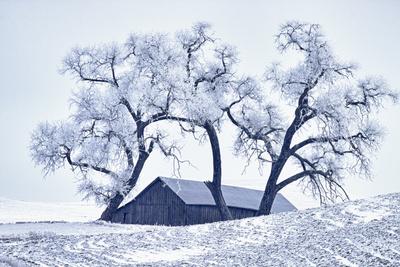 Premium Photographic Print, , small