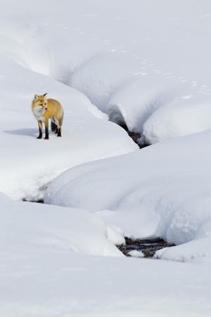 Premium Photographic Print, , small