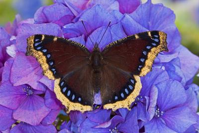 Premium Photographic Print, , small