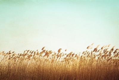 Premium Photographic Print, , small