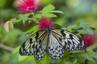 Premium Photographic Print, , small