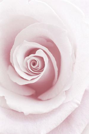 Premium Photographic Print, , small