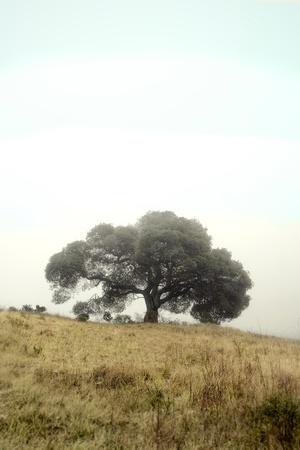Premium Photographic Print, , small