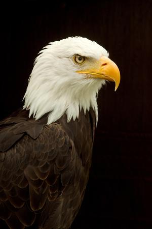 Premium Photographic Print, , small
