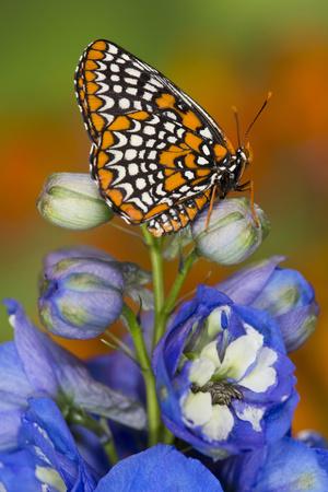 Premium Photographic Print, , small